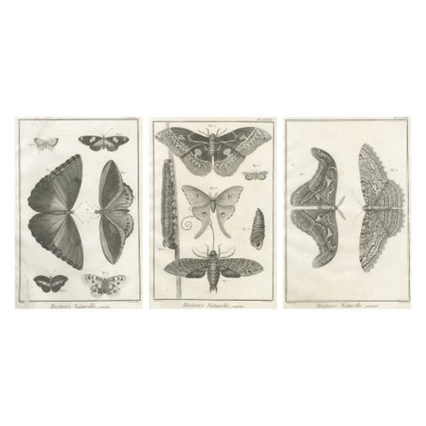 Set of Three Antique Engravings, Butterflies and Moths, 18th Century c.1770