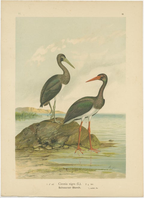 Antique Bird Print of the Black Stork by Naumann, circa 1895, view 4