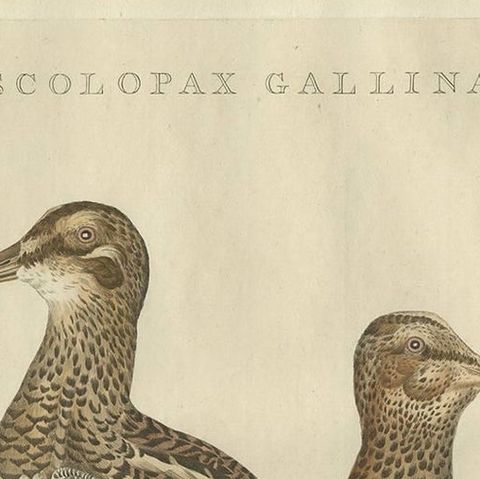 Antique Bird Print of the Great Snipe by Sepp & Nozeman, 1797, close-up 1