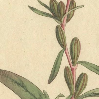 Botanical Engraving of Yellow Loosestrife (Lysimachia) - Rare 1796 Floral Print, close-up 5