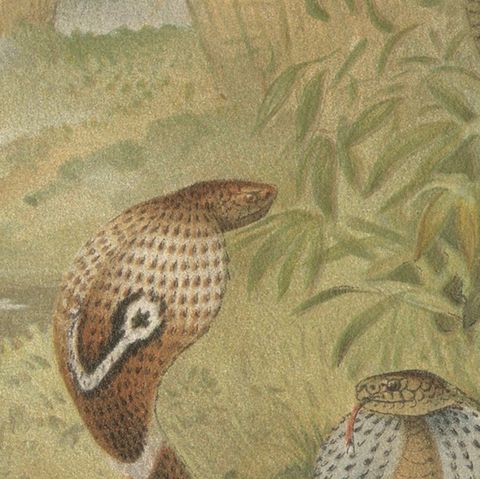 Rattlesnake and Cobras, Antique Reptile Natural History Print, c.1895, close-up 6