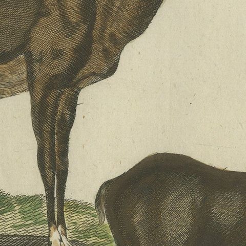 Hand-Colored Antique Engraving of a Male and Female Deer, Published in 1820, close-up 5
