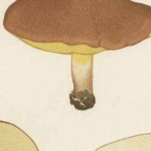 Antique Mycology Print of the Suillus Granulatus by Fries, c.1860, close-up 2
