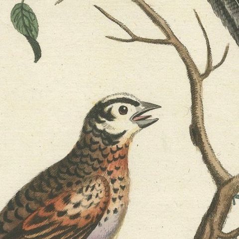 The Long-tailed African Finch and Blue Butterfly Original Old Handcoloring, 1749, close-up 5