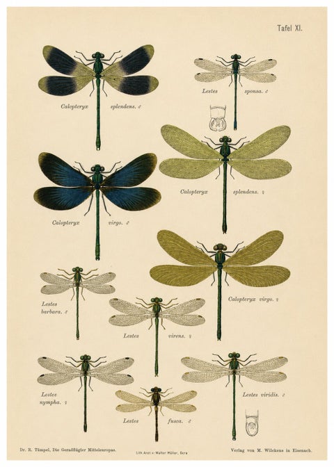 Calopteryx & Lestes Damselfly Lithograph from Die Geradflügler, 1908