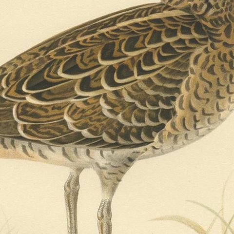 Antique Bird Print of the Great Snipe by Von Wright, 1929, close-up 2
