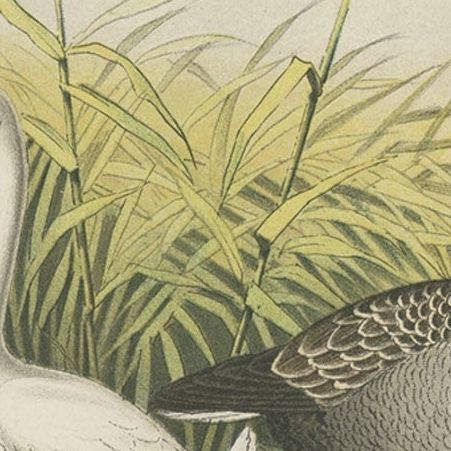Old Print Showing Various Geese; Canada Goose, Snow Goose, Brant Goose Etc, 1886, close-up 2