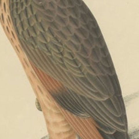 Antique Bird Print of the Grasshopper Buzzard by Severeyns, c.1850, close-up 2