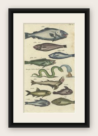 Original 17th Century Hand-Colored Print of a Roach, Sea Snake and other Fish, shown framed