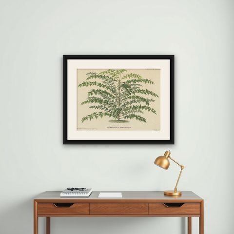 Original Antique Print of a Delarbrea Plant, 1878, shown framed on a wall