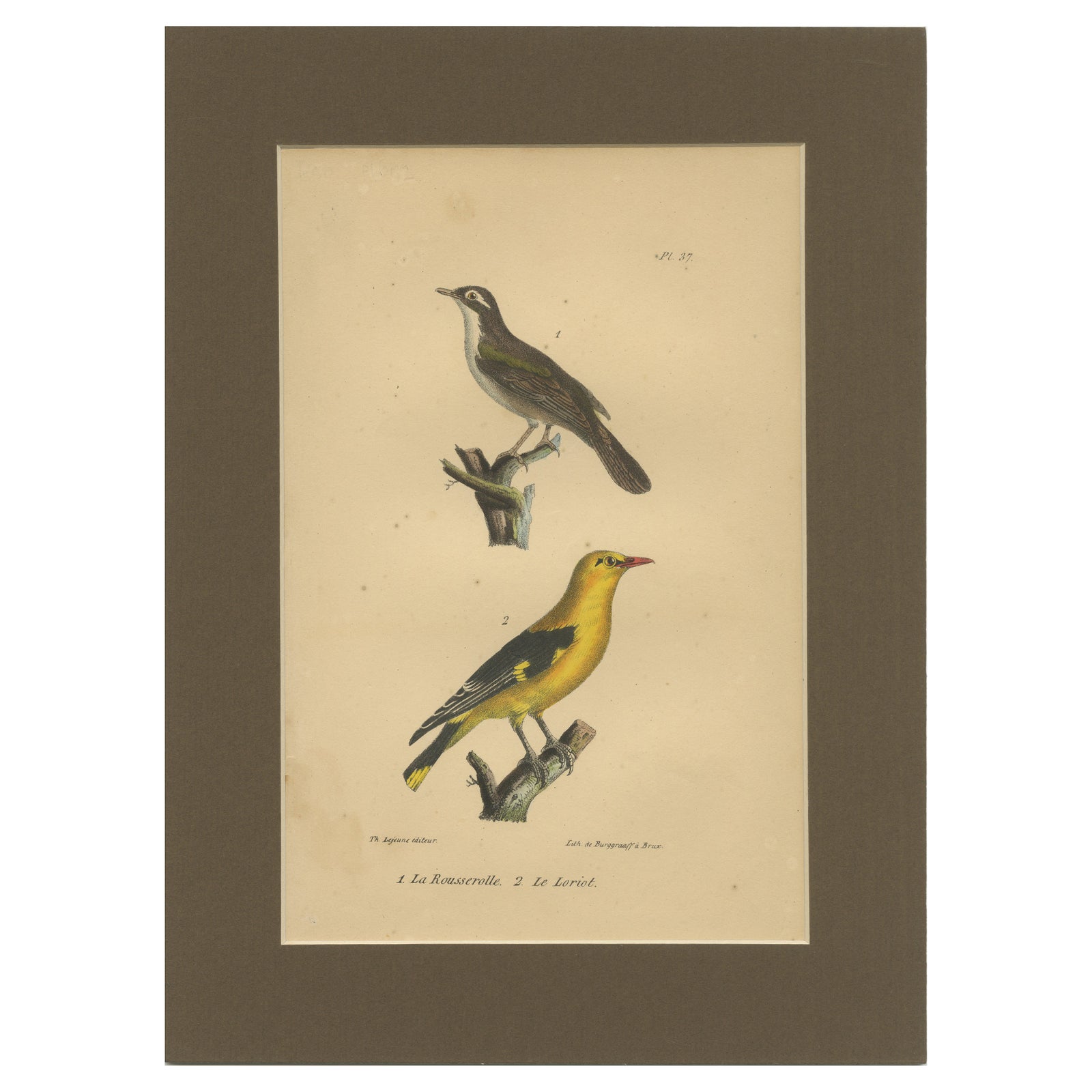 Golden Oriole & Reed Warbler, Antique hand-coloured lithograph, c.1828