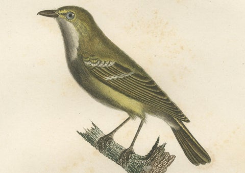 Large Antique Vireo Bird Illustration - 1807 Vieillot Handcolored Print, close-up 2