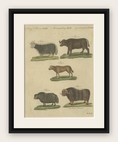 Antique Exotic Cattle, Yak & Buffalo Engraving, Bertuch, c. 1800, shown framed