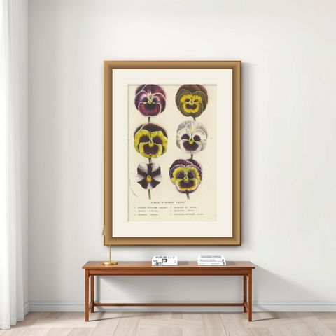 Large-Flowered Pansies Botanical Illustration by Louis van Houtte, 19th Century, shown framed on a wall