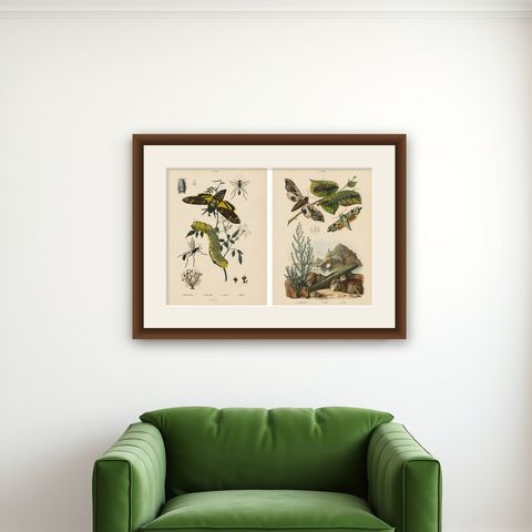 Pair of French Sphinx Moth Engravings by Duméril & Guérin, 1835, shown framed on a wall