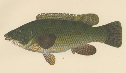 Colorful Scandinavian Wrasse Trio - Stunning Hand-Coloured Fish Lithograph, 1895, close-up 3