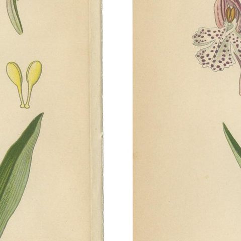 Historical Flora: Orchids of 1904 in Art and Science, close-up 2