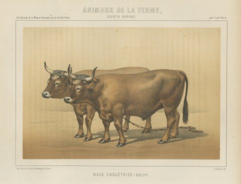 Cholet Oxen, French Cattle Breed, Antique Chromolithograph by Borie, 1863