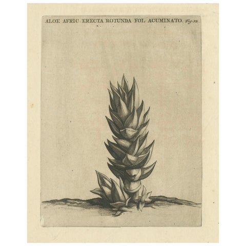 Botanical Engraving of Aloe Afric Erecta from Caspar Commelin's Work, 1706