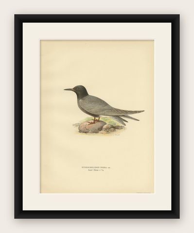 Antique Bird Print of the Black Tern 'Male' by Von Wright, 1929, shown framed