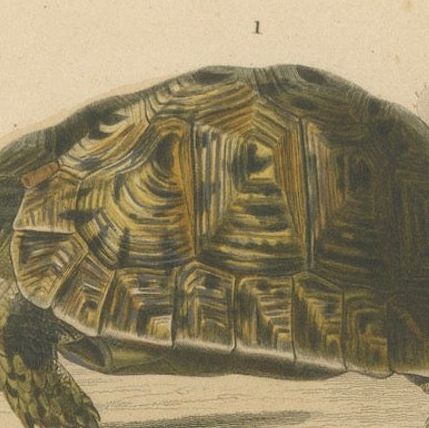 Turtle Print of Moorish Tortoise and European Pond Turtle, c.1850, Orbigny, close-up 5