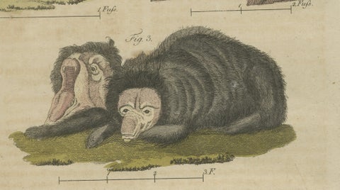 Antique Aardvark, Echidna, Baboons & Skeleton Engraving, Bertuch, close-up 5
