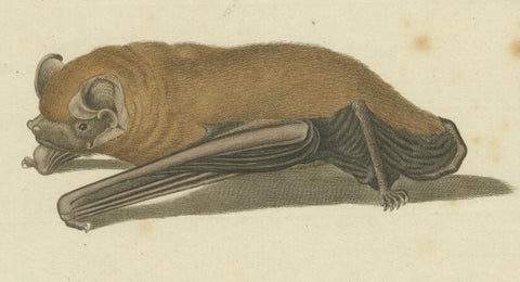 An Engraved Glimpse into the Nocturnal Ballet of Bats, circa 1774, close-up 6
