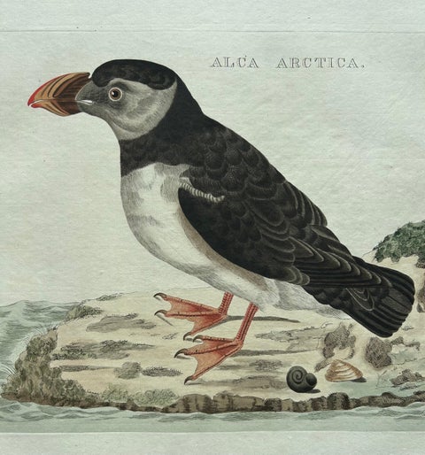 Alca arctica, Antique Atlantic Puffin Print by Nozeman & Sepp, 1809, view 7