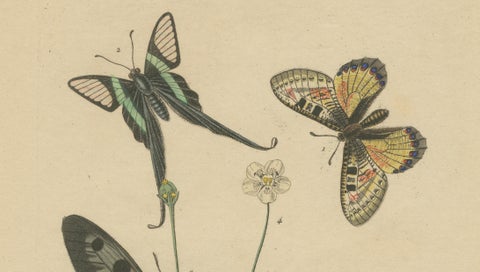 Pair of French Butterfly Engravings with Caterpillars by E. Guérin, 1835, close-up 3