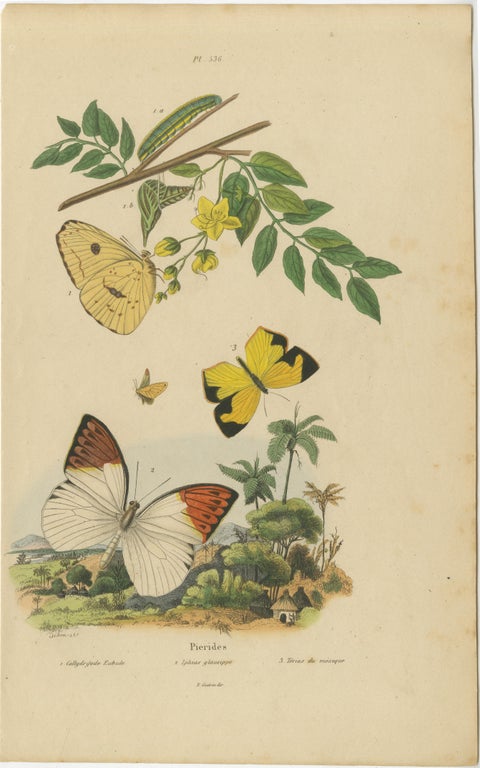 Pair of French Butterfly & Moth Engravings by Guérin & Duméril, 1835, view 2