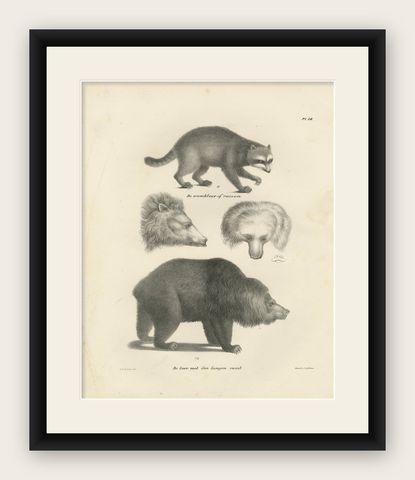19th-Century Lithograph of a Raccoon and Bear, Stunning Natural History Print, shown framed