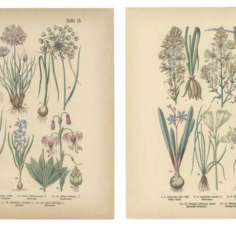 Antique German Botanical Atlas Plates, Tafel 15–16, Bulb Flowers, 1885, close-up 1
