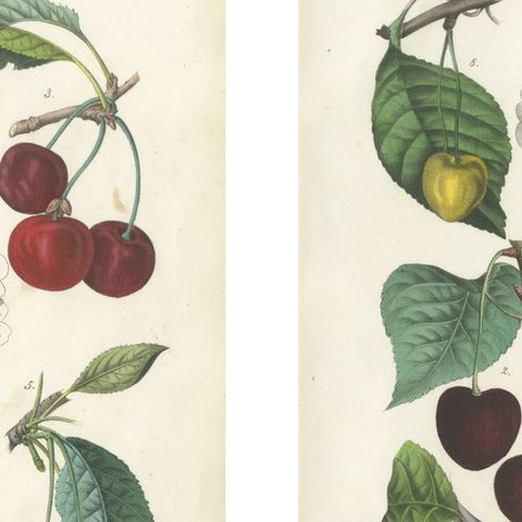 Antique Cherry Botanical Chromolithographs, Set of Four, Calwer 1854, close-up 1