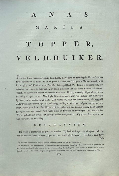 Greater Scaup, Antique Bird Engraving Anas Marila by Nozeman and Sepp, 1770, view 9