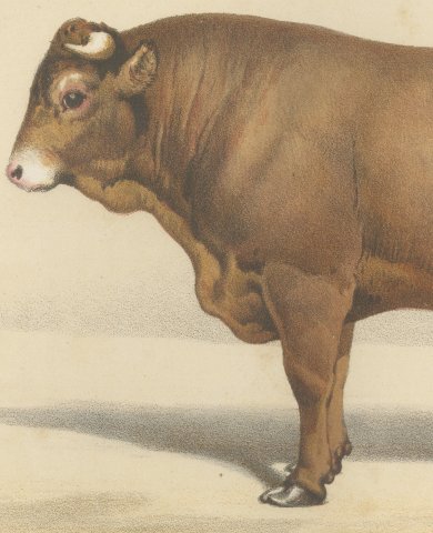 Limousin Bull, French Cattle Breed, Antique Chromolithograph by Borie, 1863, close-up 2