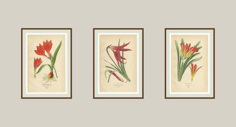 Scarborough Lily, Jacobean Lily & Clivia, Antique Chromolithographs 1897, view 5