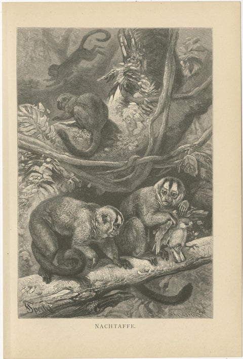 Set of 5 Antique Monkey Prints, Gorilla, Chimpanzee, by Brehm 'c.1890', view 6