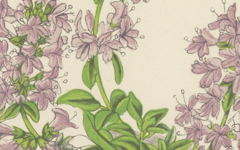 Scottish Primrose and Alpine Thyme hand coloured botanical print 1874, close-up 2