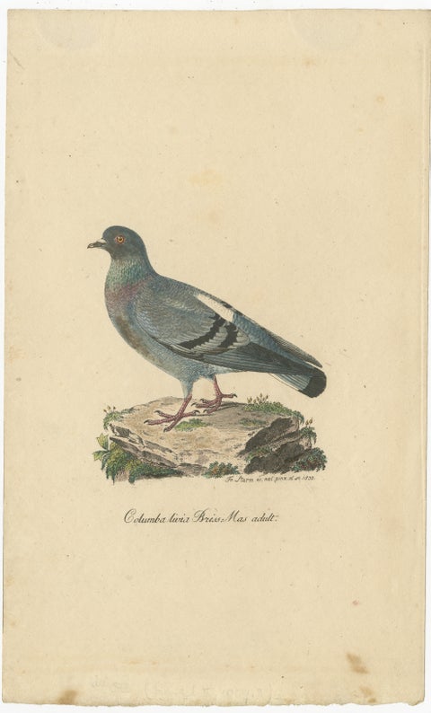 Franz Sturm's 1830 Illustration of the Adult Male Rock Dove (Columba livia), view 2