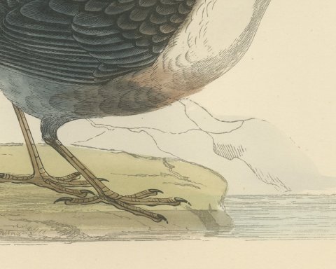 Dipper on a Rock at the Water's Edge, Antique Bird Print, Morris, 1896, close-up 2