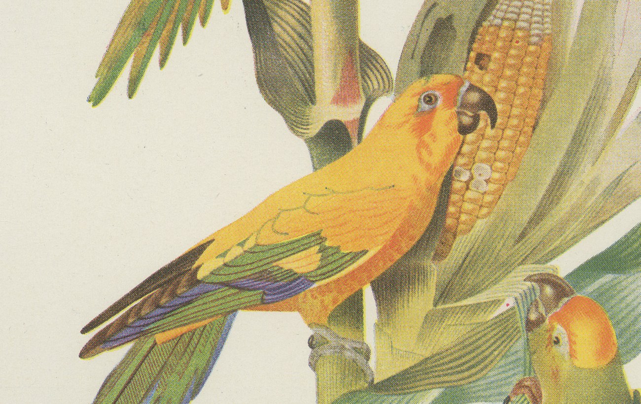 Conures and Parakeets, Brazilian Bird Print, Descourtilz, 1944, view 4
