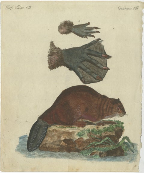 Antique Handcolored Engraving of Beaver and Webbed Appendages, c.1800, view 2