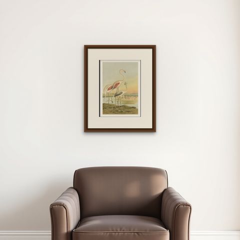 Antique Chromolithograph of Flamingos, Phoenicopterus roseus, c.1890, shown framed on a wall