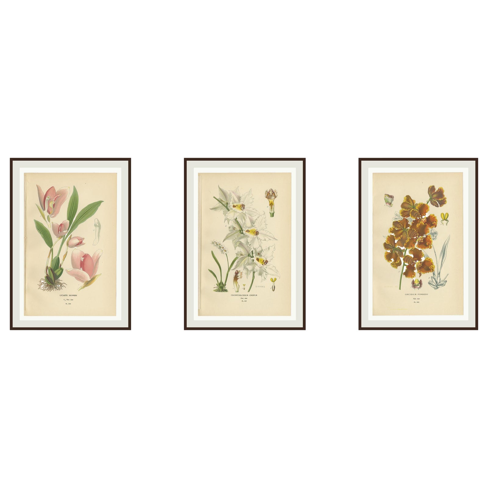 Set of 3 antique orchid lithographs, Lycaste, Odontoglossum & Oncidium, 1897