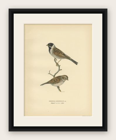Antique Bird Print of the Common Reed Bunting by Von Wright, 1927, shown framed