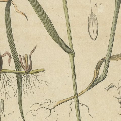 Two Grasses with Flower Details, Antique Bertuch Print, circa 1818, close-up 5