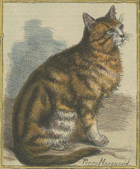 Victorian Prize Cats: Hand-Colored Woodcut Featuring Distinguished Breeds, c1890, close-up 3