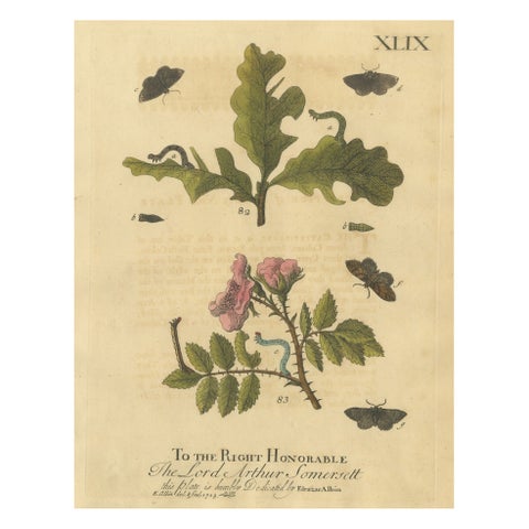 English Moths and Caterpillars on Oak and Rose, Antique Insect Engraving, 1720