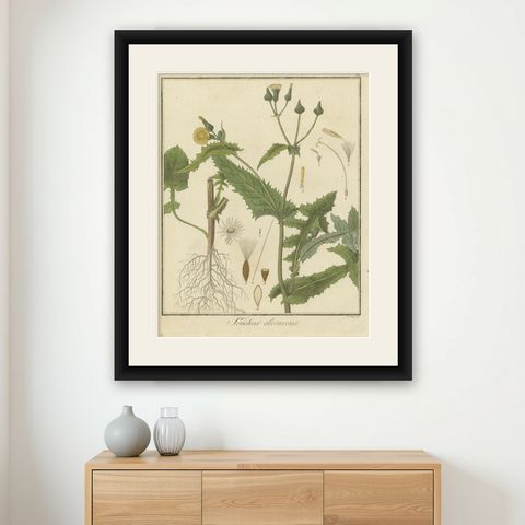 Botanical Illustration of Sonchus Oleraceus or Common Sow Thistle, 1822, shown framed on a wall