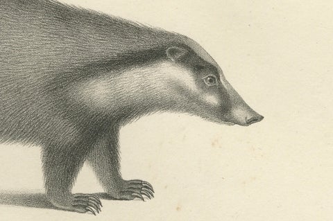 19th-Century Lithograph of Collared Peccary, Javanese Skunk and Nordic Wolverine, close-up 3